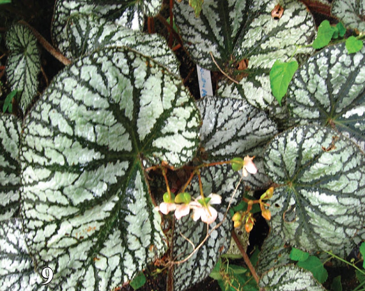 B. ‘Polanais’